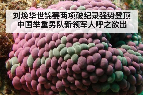 刘焕华世锦赛两项破纪录强势登顶 中国举重男队新领军人呼之欲出